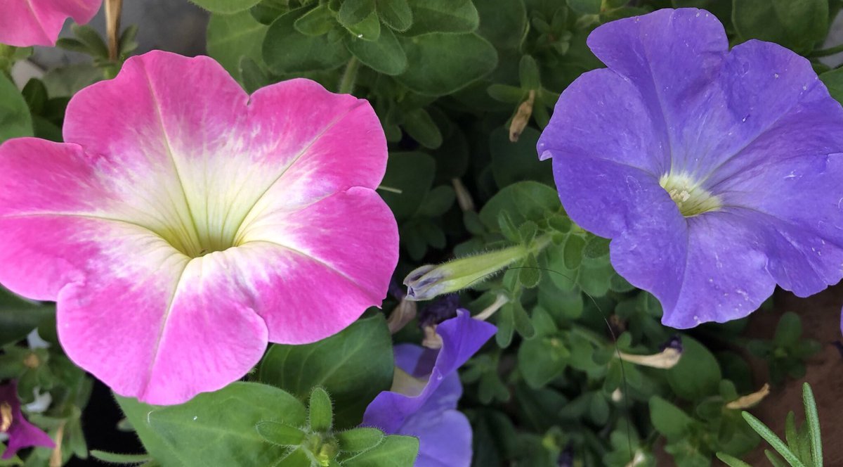 ペチュニアの花言葉 ペチュニアの花言葉