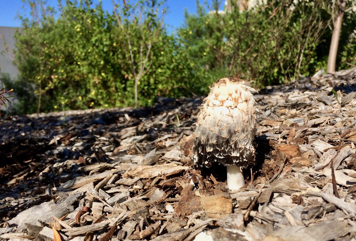 Coprinus comatus looking pretty in the mulch. ICYMI, there are heaps of #fungi for you here youtu.be/XsBPgAuPTDY #science #nature #scicomm #environmental <a href="/Boroondara/">City of Boroondara</a> <a href="/SustainVic/">Sustainability Victoria</a> <a href="/WildMelbourne/">Wild Melbourne</a> @GreeningAust <a href="/CVAustralia/">Conservation Volunteers Australia 🌳</a> <a href="/SwinburneAlumni/">Swinburne Alumni</a>