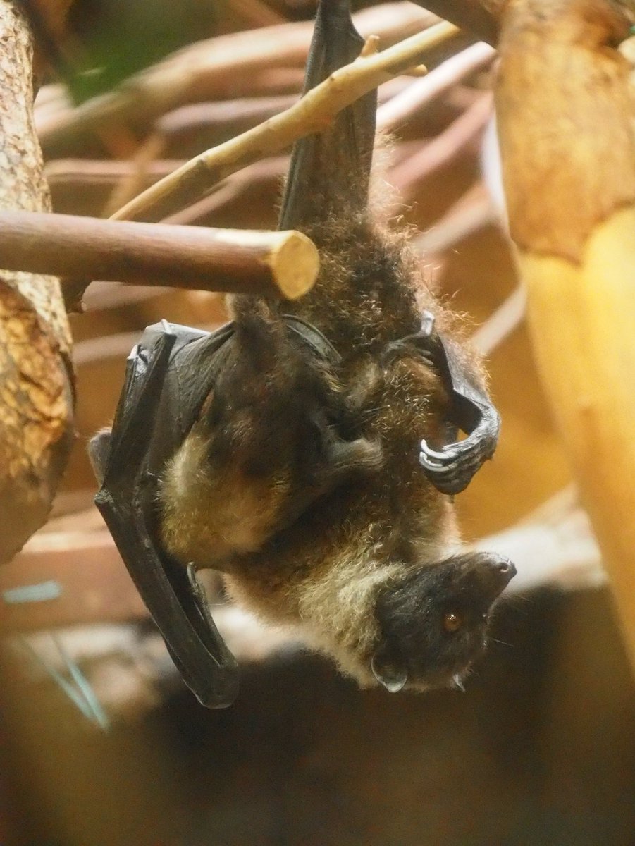 ট ইট র 上野動物園 公式 春から夏は 動物たちの出産 シーズン 秋までに子をできるだけ大きく育てて 冬を乗り切るためです 西園 小獣館のオリイオオコウモリは 今年３頭の子が生まれています ふだんはマントのような母親の皮膜にくるまれて見えませんが