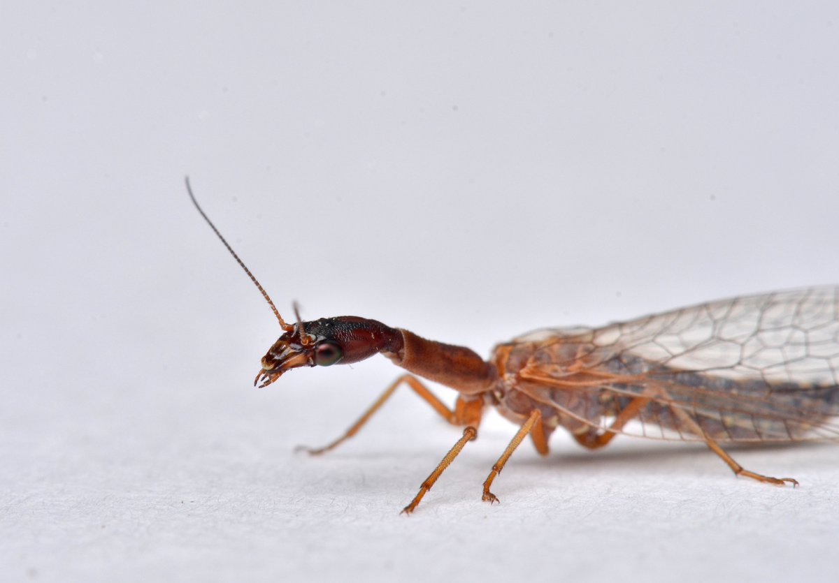 IGrett's tweet photo. Thanks @ianmwright86 for the macro workshop! Good information and it was fun playing around with the flash set up. First time with a fake background, but it won't be my last time. #PBESA18 https://t.co/YXyVjfiUa9
