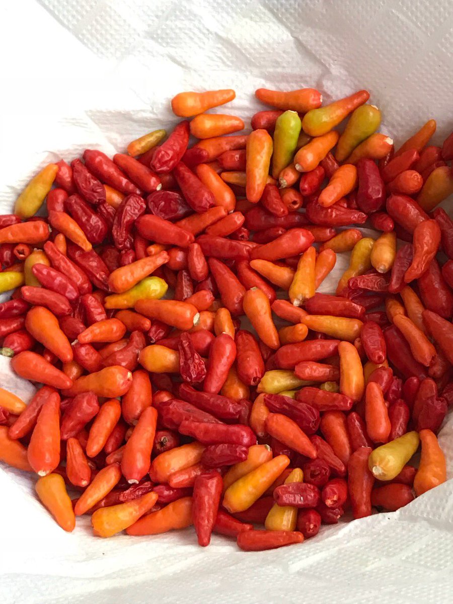 敬子 島唐辛子 キダチトウガラシ を収穫し コーレーグースを作ります ヘタを取り 2 3日天日干しにし 泡盛につけます 沖縄そばの店には必ず置いてありますよ 島唐辛子 コーレーグース