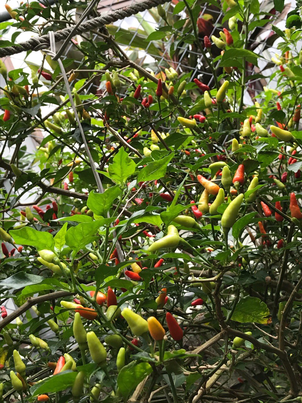 敬子 島唐辛子 キダチトウガラシ を収穫し コーレーグースを作ります ヘタを取り 2 3日天日干しにし 泡盛につけます 沖縄そばの店には必ず置いてありますよ 島唐辛子 コーレーグース