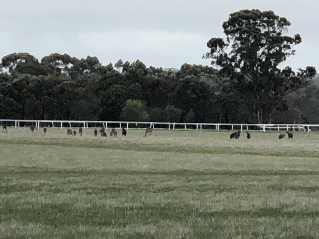 A great pleasure to be at Dunkeld Racing Club today to announce more than $47,000 of VRIF funding for new plastc running rails and a roo proof perimeter fence. And judging by our visitors, it’s needed! <a href="/Country_Racing/">Country Racing</a>