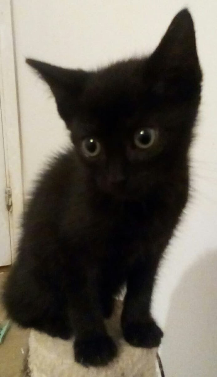 Cat Rescue West Wales tweet media