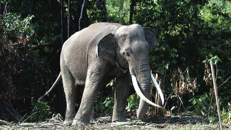 Seekor gajah jantan jinak bernama Bunta telah mati akibat memakan makanan yang diberi racun oleh para pemburu di kawasan Conservation Response Unit Surbajadi, Kabupaten Aceh Timur. #TogetherPossible #DaruratKonservasi #Connect2Earth #wwfid