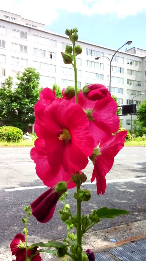 外務省やわらかツイート 花言葉 外務省 前の道ばたで 凜とした立ち姿の花を見つけました その名も タチアオイ 立葵 花言葉は 高貴 威厳 大望など 梅雨時に開花を始めるので別名 ツユアオイ 梅雨葵 とも言います 見習って