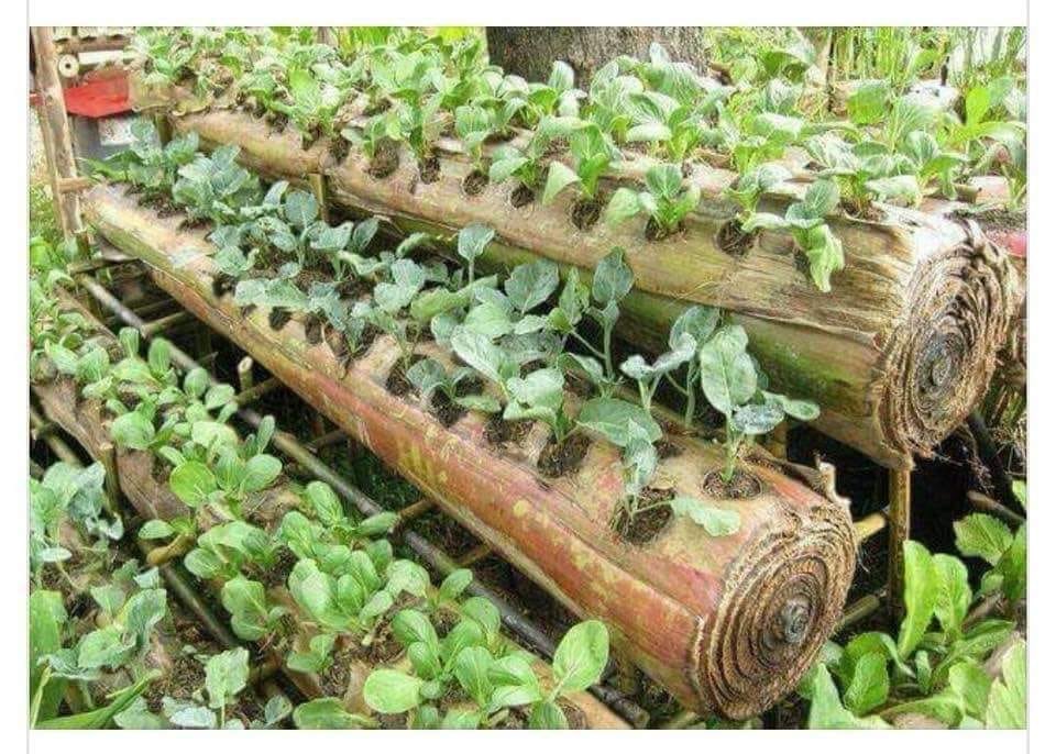 In Indonesia,banana tree trunks are used for growing veggies. They dont need watering as this contains plenty of moisture. After harvesting, the trunk decomposes and enriches the soil.
Pls share this,let our farmers too learn this beautiful and amazing way of of saving water 😊😊