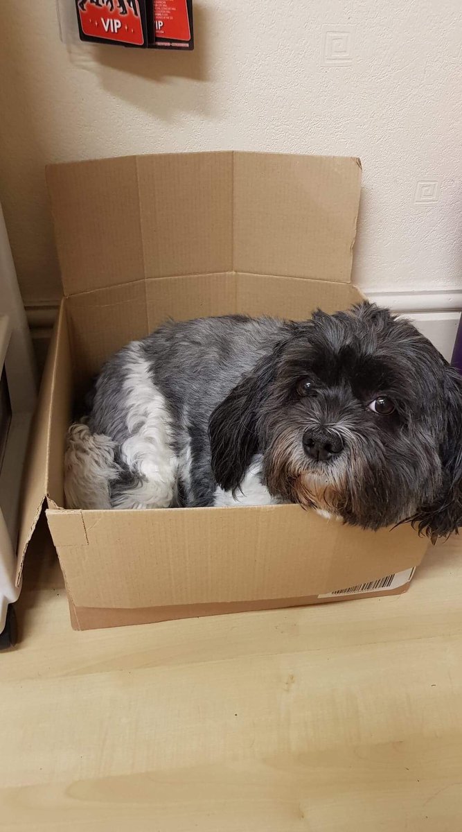 rwright_91's tweet photo. #officedog #makeshiftbed #Ted https://t.co/1BjQMtx8cW