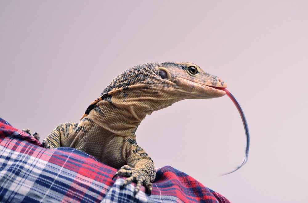 dkses3's tweet photo. "Some cultures believe that lizards are poisonous. You would do well to heed to this superstition and make sure they never get to crawl on you."
https://t.co/2PjX3kZyzj

#lizards #lizardscrawlonyou #poisonouscreatures #dangeroussuperstition #communalnightmares #seedandspark https://t.co/Mt69ttUw0f
