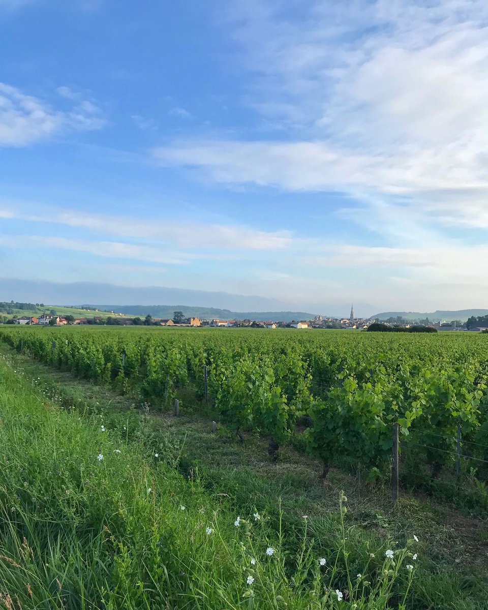 Good Morning Meursault !! #meursault #bourgogne #vigne #burgundy