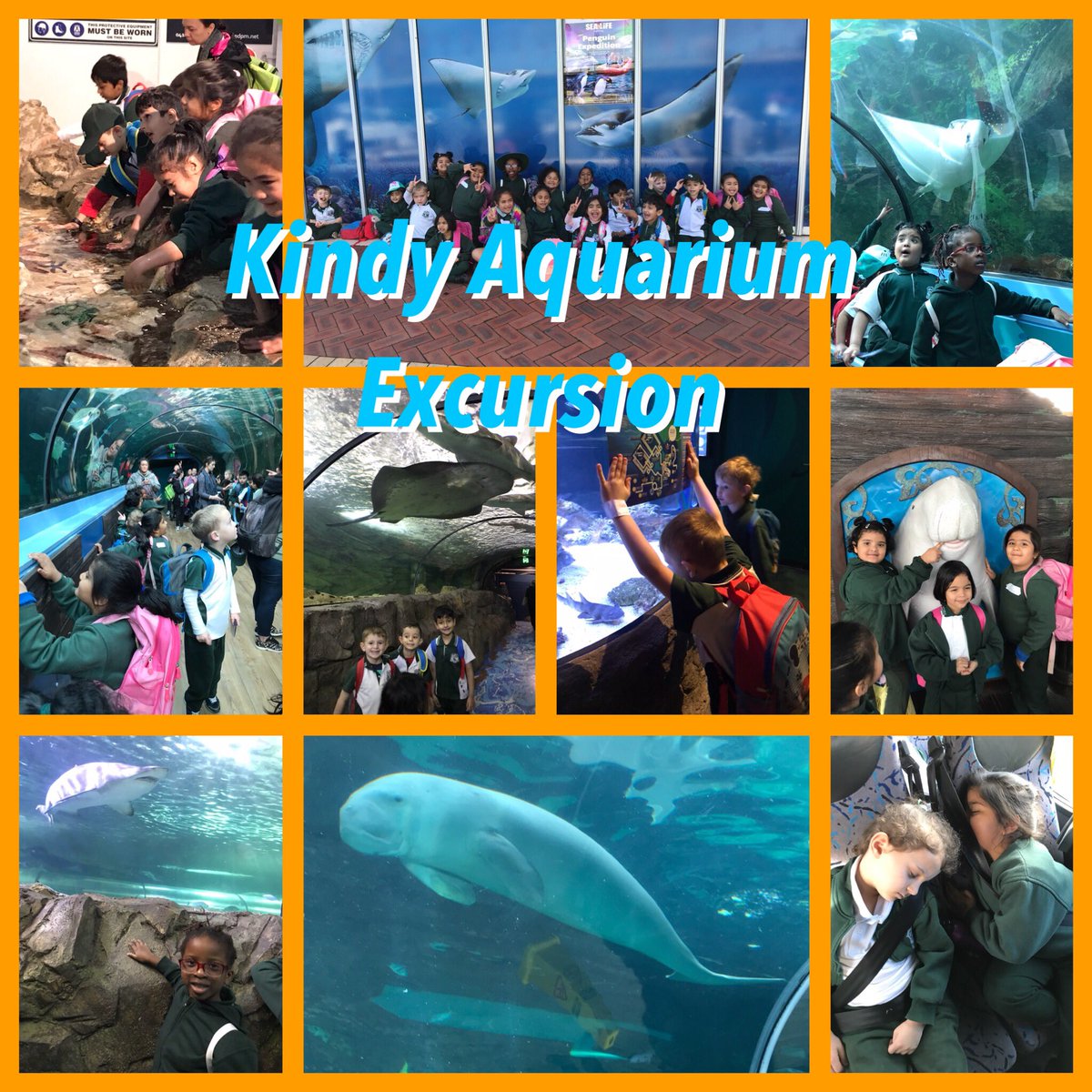 What a great day! Kindergarten enjoyed their day at the aquarium and continued to discuss the importance of our 3R’s to minimise pollution. Well done Kindy, love your sense of global citizenship and desire to care for our earth👌😊🐟🦑🐠🦐🐙🐡 <a href="/IngleburnPs/">Ingleburn PS</a> <a href="/Miss_Mircevska/">Rebekah M</a>