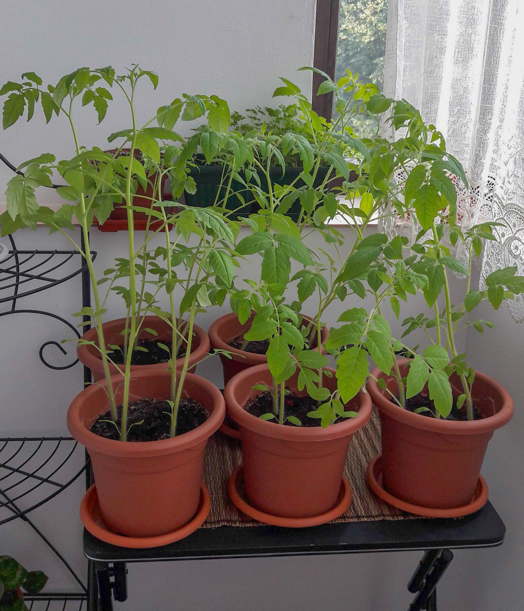 SilviuFoca's tweet image. Current status!
La exact o lună de la plantarea semințelor. #Roșii #Busuioc #ȚăranDeOraș