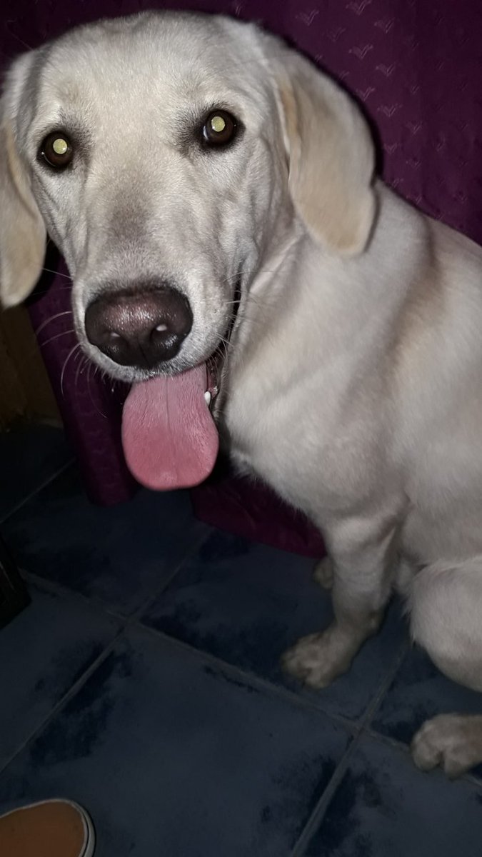 AgusOchoaa's tweet photo. Busco perris🐶 cualquier cosa si saben de algo escriban al md https://t.co/A2GYk04BdW