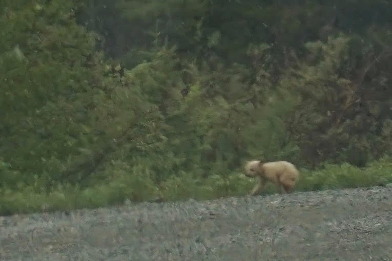 Two guests had a very special experience near Canmore June 10 - observing a black bear and 3 new cubs, one a rare blonde or perhaps a white "spirit bear". Anyone know more about this little cutie. Please comment!  Photo Credits: G.Godbey <a href="/rmoutlook/">Rocky Mountain Outlook</a> <a href="/TravelAlberta/">Travel Alberta</a> <a href="/calgaryherald/">Calgary Herald</a>