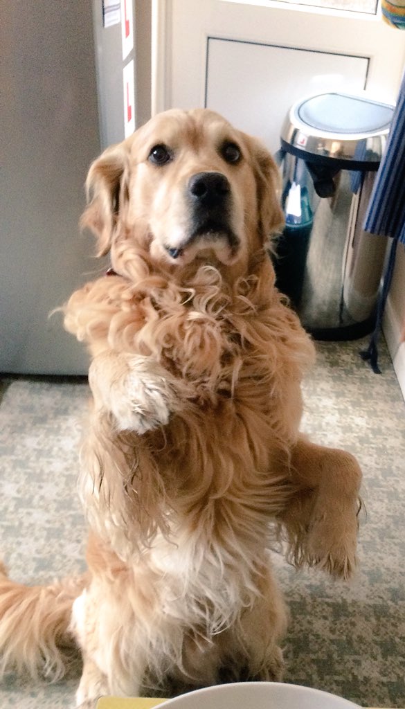 PipTheDog5's tweet photo. Hi! Please give me a Treat or, if you haven’t got one, a Retweet!
🍤🥟🍖🍗🍳
Ain’t #TooProudToBeg 🎼🎸🎷
🐾🐕🌝🐩🐕
#HungryHound #GoldenRetriever #DogsOfTwitter https://t.co/8bljnkUq5o