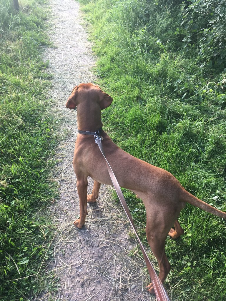 MattBolton82's tweet photo. @ChrisMoyles @RadioX Walking my dog Bentley while listening. https://t.co/SgSfd0yD6A