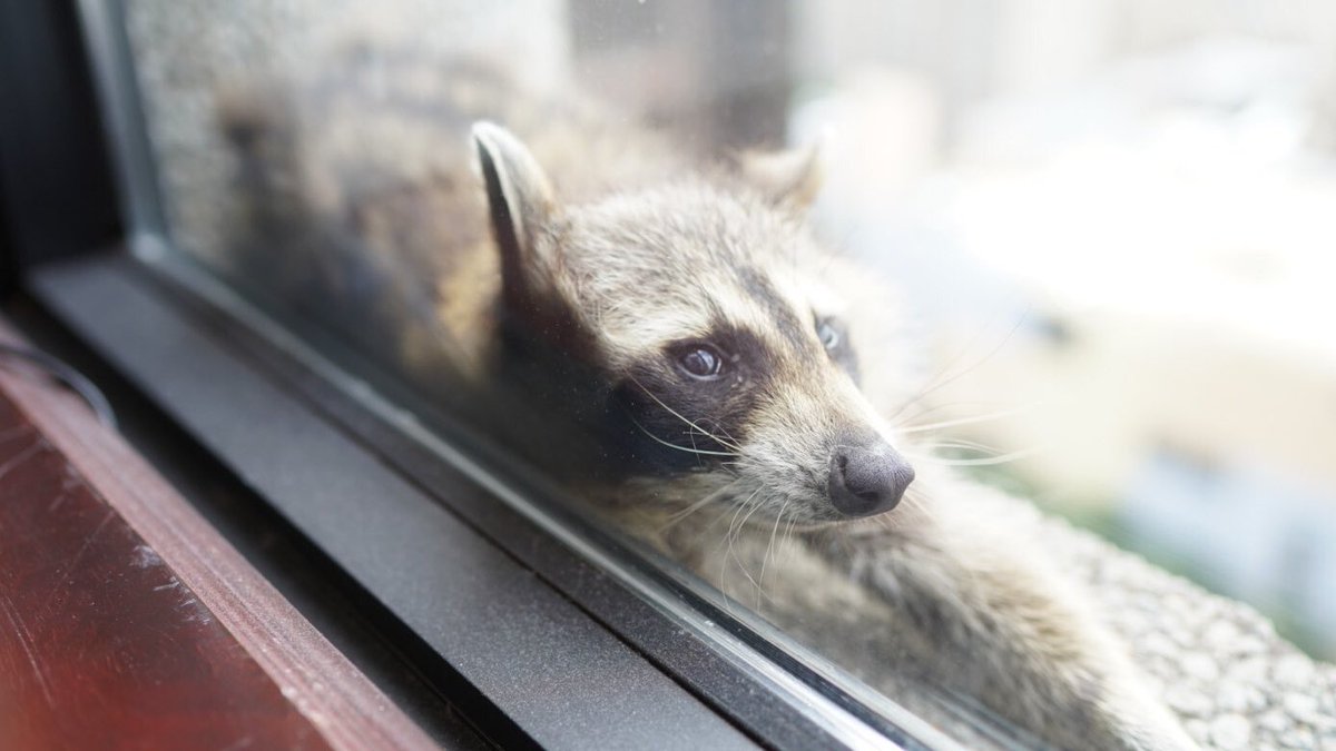 doakrokey's tweet photo. This face reminding us that all creatures have value #mprraccoon https://t.co/l5twbnxxm7