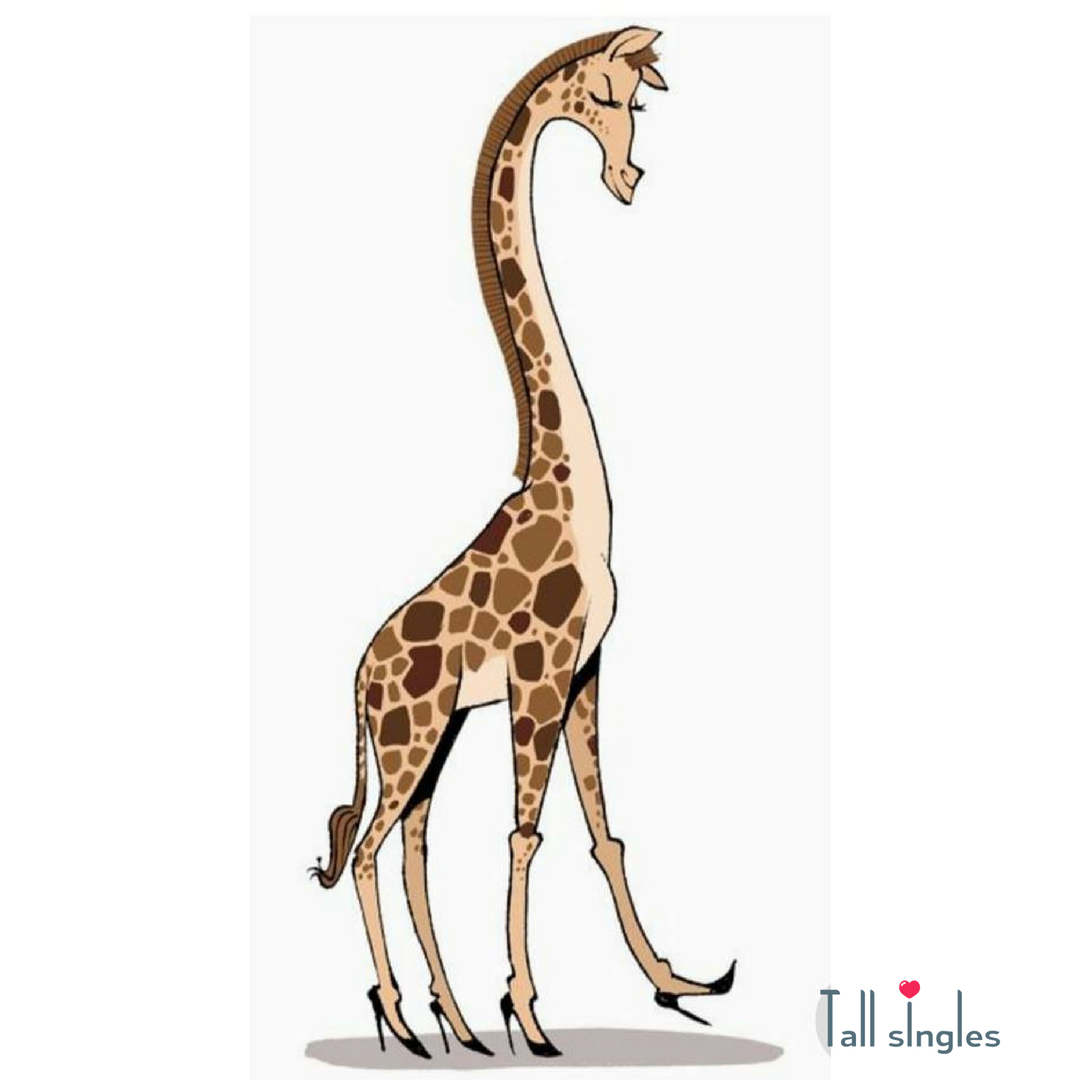 На рисунке изображен жираф. Жираф. Ноги жирафа. Жирафьи ноги.