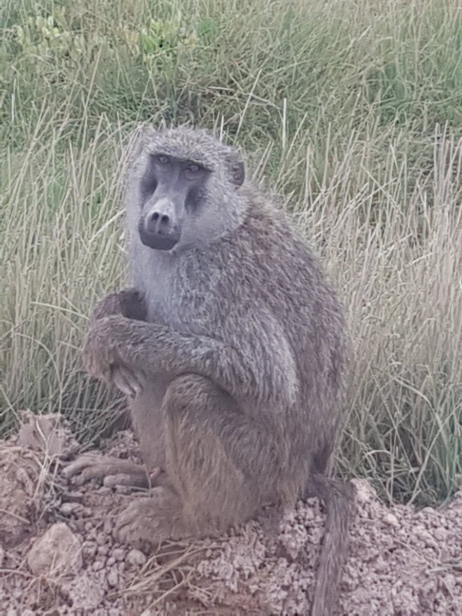 Amboseli national park #MagicalKenya