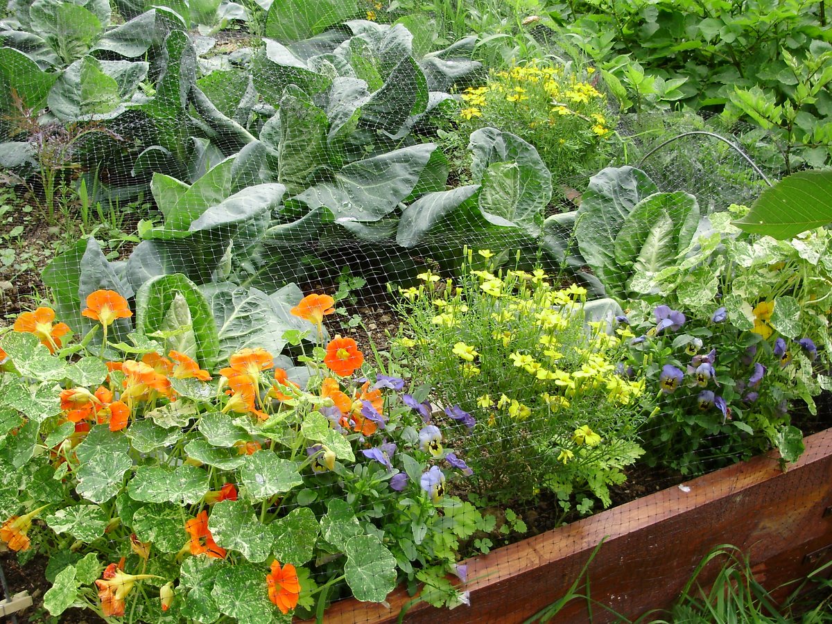 nickykylegarden's tweet photo. June #veg blog: Pretty & Productive Potagers/My potato blight strategy/Keep #pests & #diseases at bay/Watering & mulching/Deal w #slugs/Keep ground busy/Make raised beds/Save your own seed potatoes/Save money - take cuttings of veg plants & more! #Organic #peatfree #pesticidefree https://t.co/iHpozDZXYQ