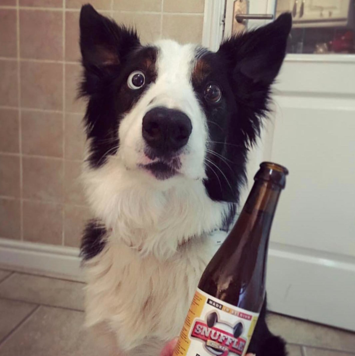 petsukofficial's tweet photo. Celebrating #NationalBeerDay like... https://t.co/Ixhc8UsPHX