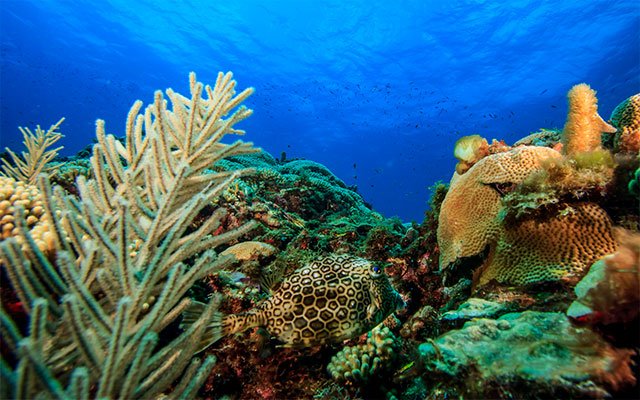 CaminoSantander's tweet photo. Un estudio de @IHCantabria publicado en @nature demuestra que la desaparición de los arrecifes de coral conduciría a duplicar las pérdidas anuales por los daños producidos por los temporales.
https://t.co/lG9PIHfkqF https://t.co/Y4rsQD2fUs