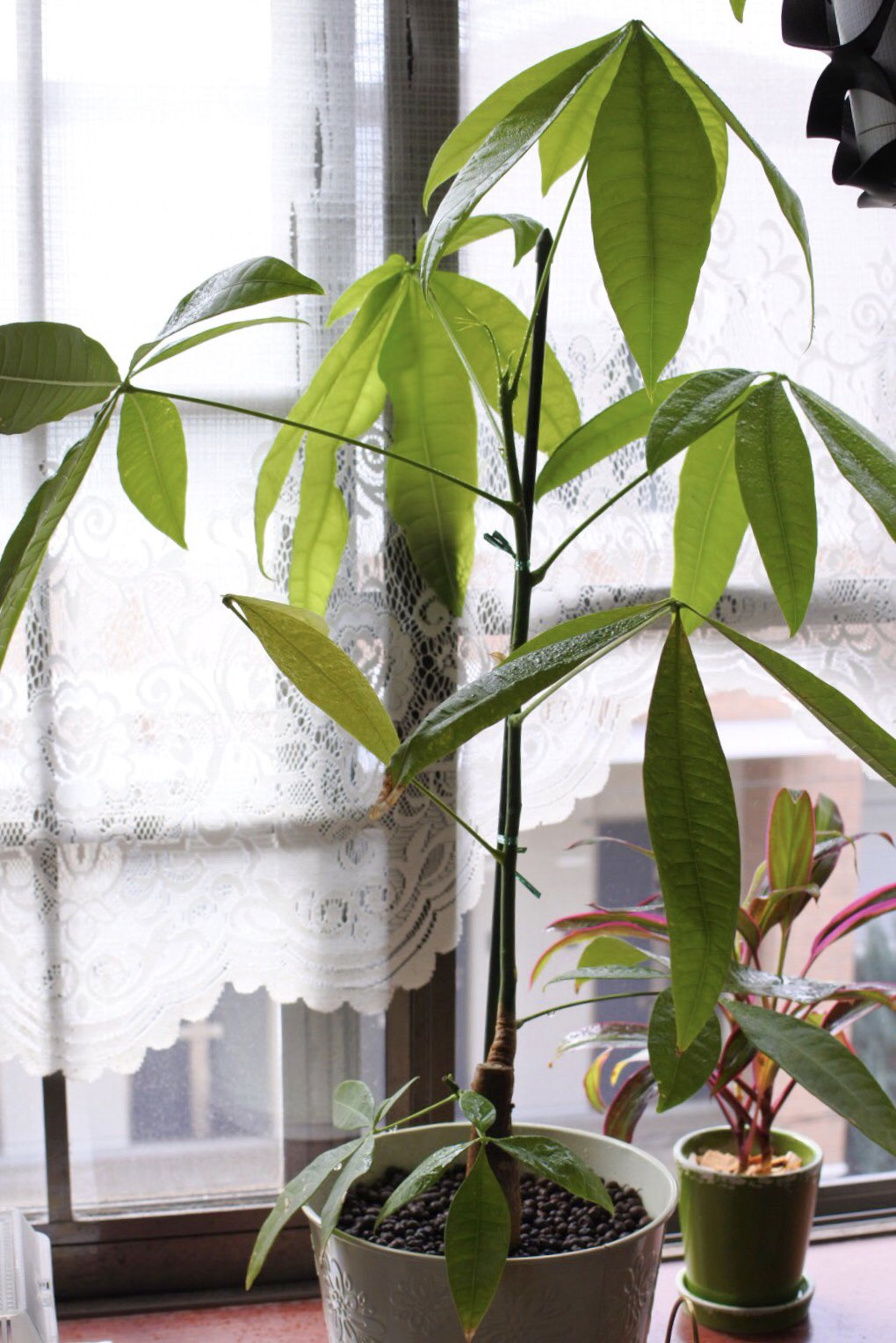 パキラもこんなに大きくなった ง ﾛ ง もっともっと大きくしたいよー ง ﾛ ง 観葉植物 パキラ 100均 100均植物 T Co 47lmpccn Twitter