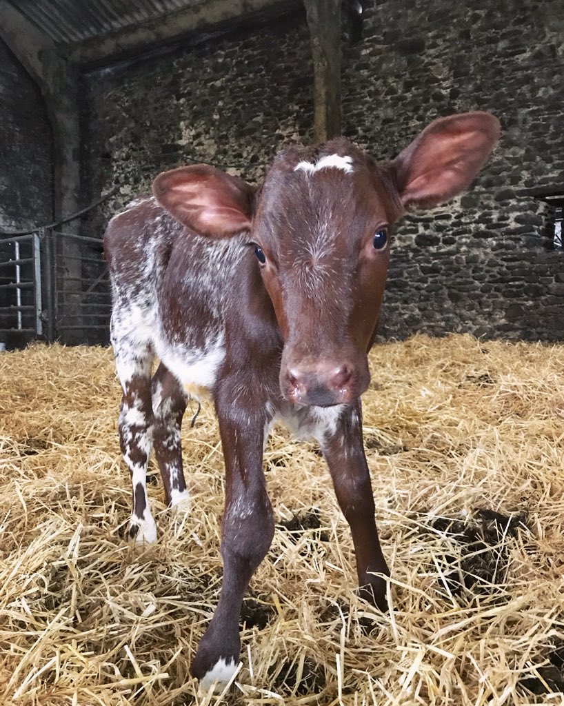 JRfromStrickley's tweet photo. Twitter, I need your help!

This bonny little lady is from a non-pedigree family, so we need a brand new name for her and all her future progeny.
No pressure, but we have cow families going back 100yrs....

And no Calfy McCalfface!! 🙈 https://t.co/idoH6Y9xb8