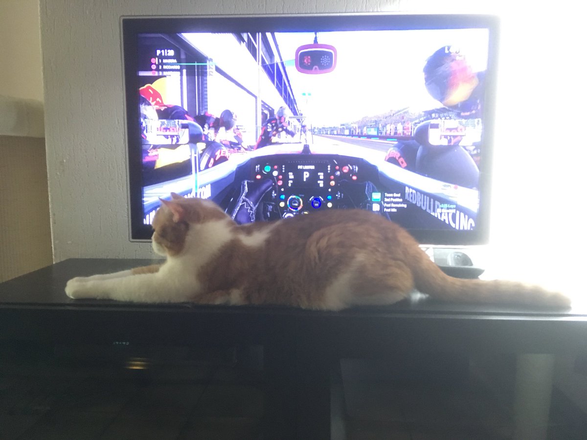 A pit stop with a cat called Fitz on board. Is that technically a Fitzstop? Makes for a special gaming experience anyway.... #f12017game #CatsOfTwitter #fitzthecat #pitspoes