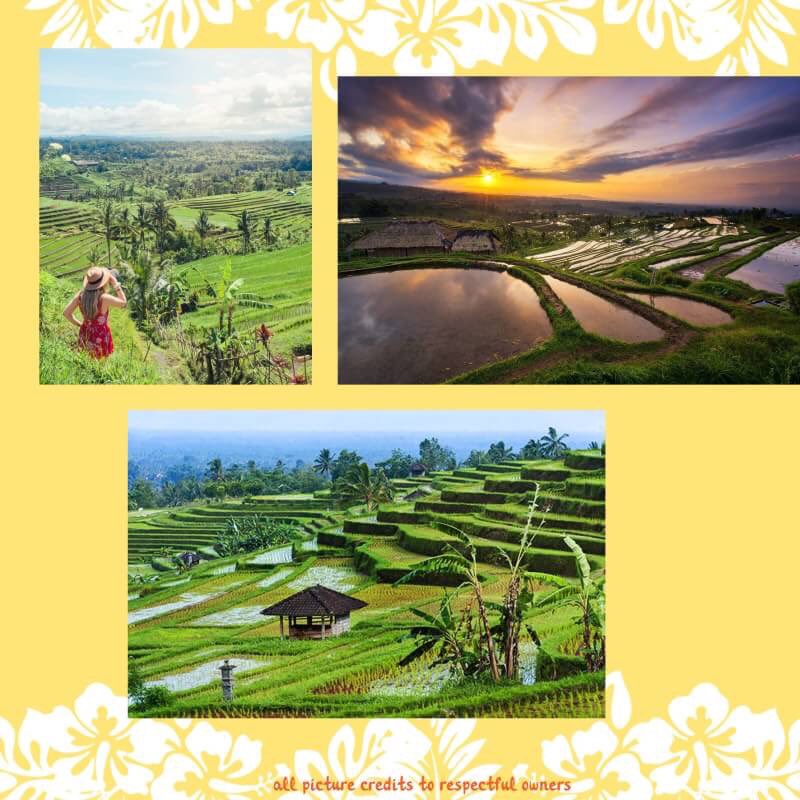 Jatiluwih famous for its natural beauty with terraced rice fields which neatly. In this place also in the beautiful mountain scenery named Batukaru mountain, because the location of this Jatiluwih right at the foot of the Batukaru mountain.