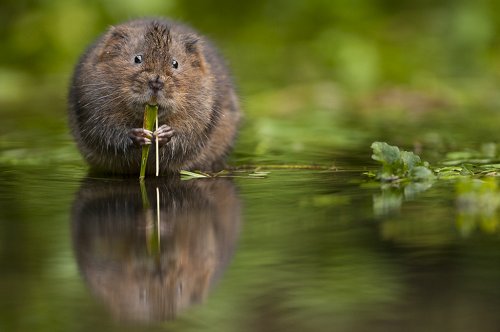 Almost one in five of British #mammal species face a high risk of extinction. Today sees the launch of the first comprehensive review of mammal populations for more than 20 years ow.ly/kJsh30kt6TM (c) Philip Braude <a href="/MathewsFiona/">Fiona Mathews</a> <a href="/SussexUni/">University of Sussex</a> <a href="/NaturalEngland/">Natural England</a> #GBMammals2018