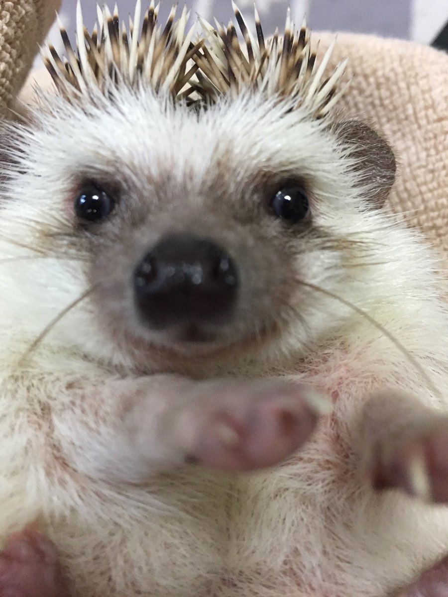 Jay Di Twitter タレントハリネズミ 可愛い過ぎる Hedgehog Toocute 可愛い