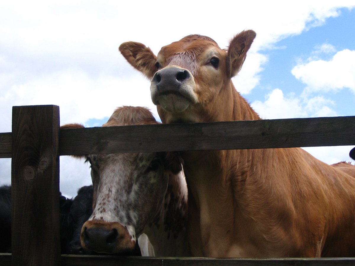 Marnie_Bren's tweet photo. Happy Wednesday everyone! We are still looking to chat with UK cattle farmers and vets about vet-farmer communications on disease prevention - for more  information email msxng7@ad.nottingham.ac.uk or contact me directly - and please RT if you can! Thank you! https://t.co/4kfWaSwfrs