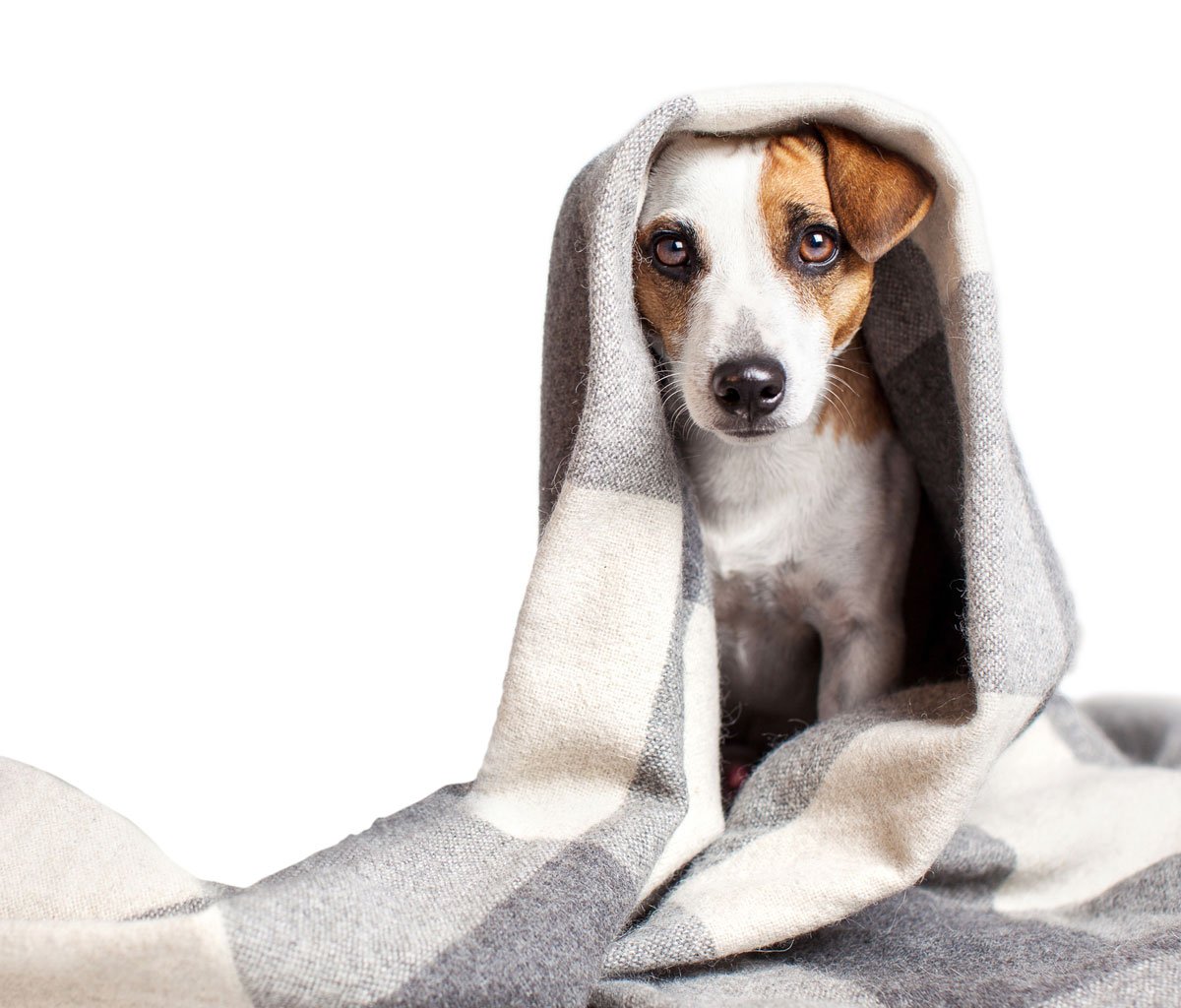 CompanionLifeUK's tweet photo. Pets get stressed in summer too!
@nutravet emphasise the need for #natural calming products during the summer months when travel and stays in kennels is more popular - https://t.co/7kpWlPTmat
#StressedPets #Nutracalm #NaturalCalming https://t.co/9DSU3HLS56