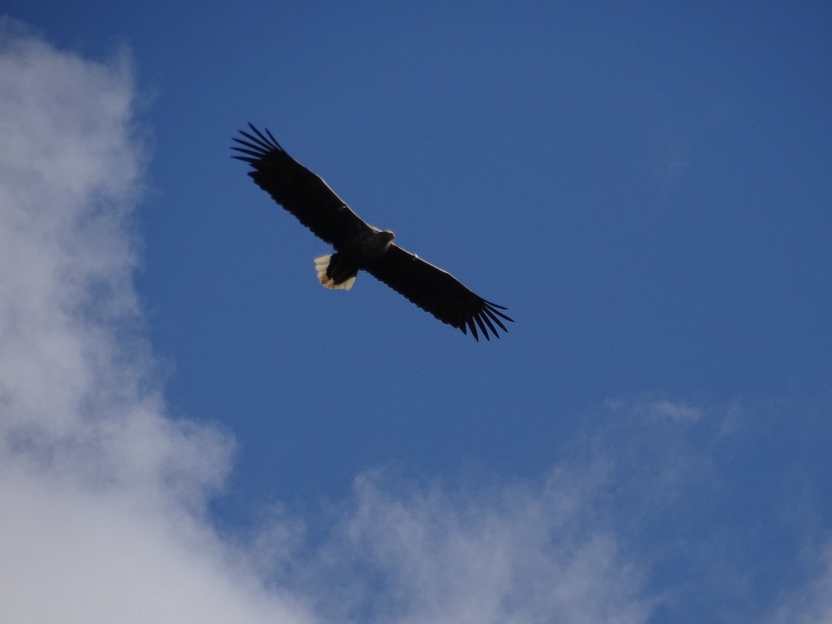 alanrevel's tweet photo. Fantastic to see this white tailed #eagle off the coast of #Ronay. @PeterRevelWalsh @OuterHebs @VisitScotland #Scotland #eagles #birds #nature #photography https://t.co/z6YJqSU1hI