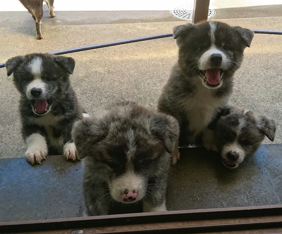 ひーちゃん בטוויטר 子犬たち もうすぐ巣立ち 秋田犬 秋田犬ブリーダー 秋田犬虎毛 秋田犬子犬 鹿児島 九州 薩摩日登美犬舎