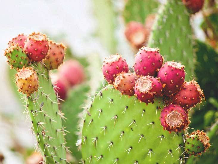 Bioplasticsnews's tweet image. #Bioplastics Made From Cactus .. the latest revolution in #bioplastics ... #biobased #bioeconomy bioplasticsnews.com/2018/06/13/bio…