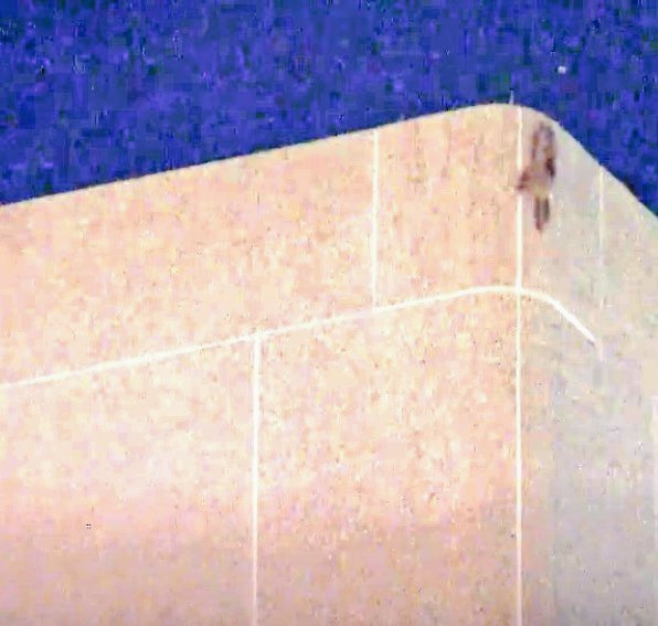 The St Paul Raccoon tweet media