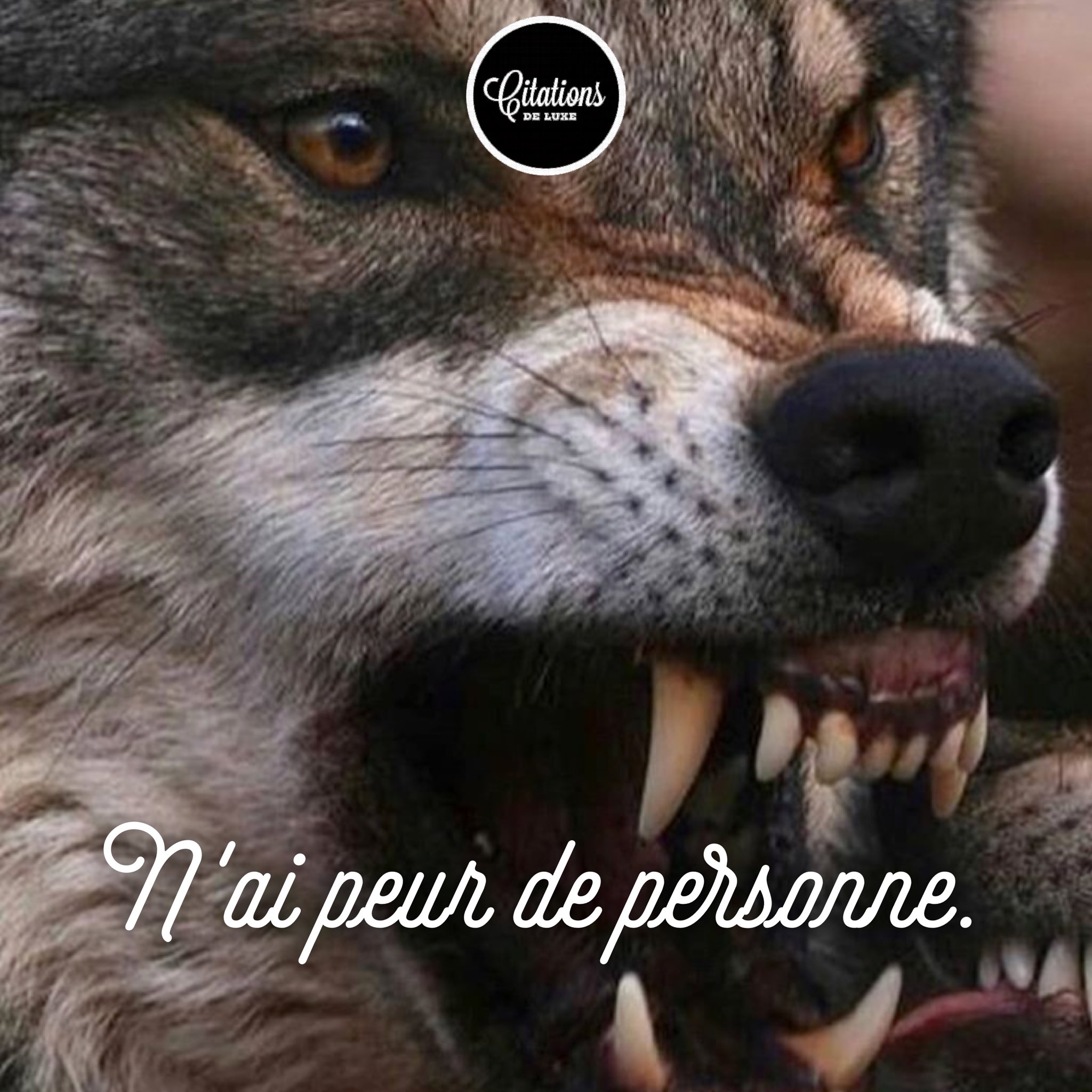 Citations De Luxe Deviens Un Leader N Ai Peur De Personne Citation Motivation Jungle Business T Co Qx2dbd7syb Twitter