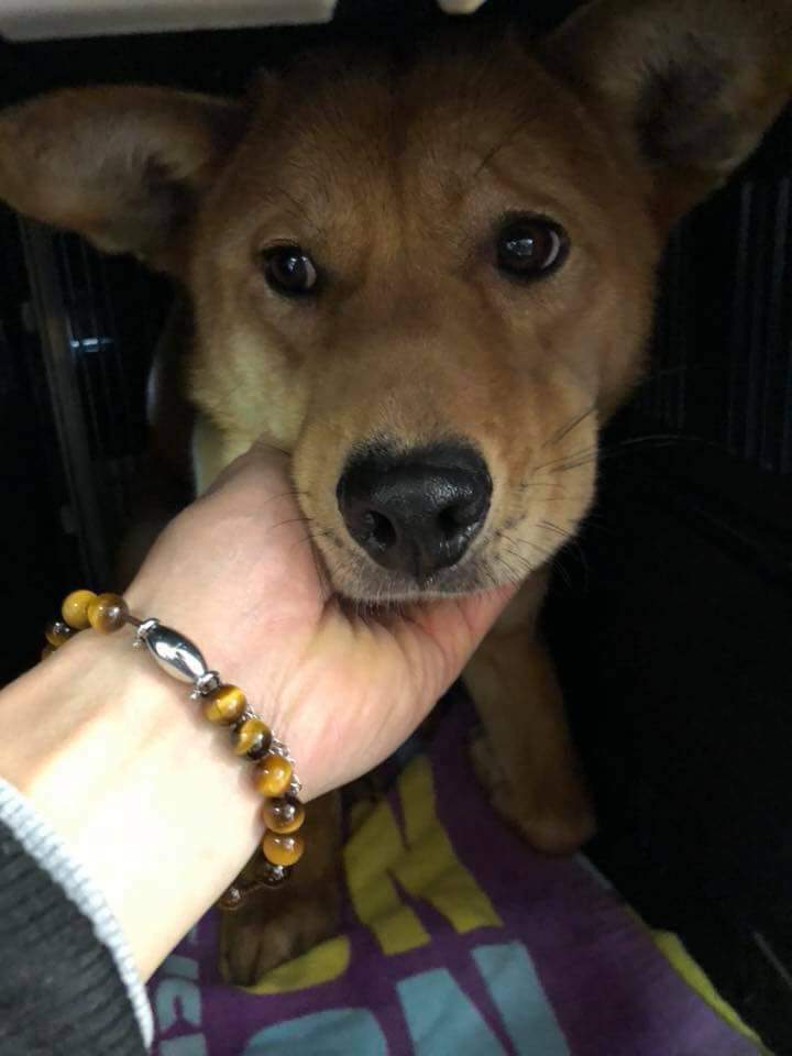 445yamamoto's tweet photo. 📣緊急🚨🐶探してます🙏【拡散希望】

愛知県稲沢市及び周辺の皆さんへ🙏

名前:カイくん🐶💕
年齢:推定１歳
性別:オス
体型:中型
特徴:首輪無し・人が近寄ると逃げます💧

お見かけの方は私の✉️か掲載元へ↓連絡をお願いします🙇⤵️
https://t.co/3qTLMS2Q2c https://t.co/to3tkfOp5s