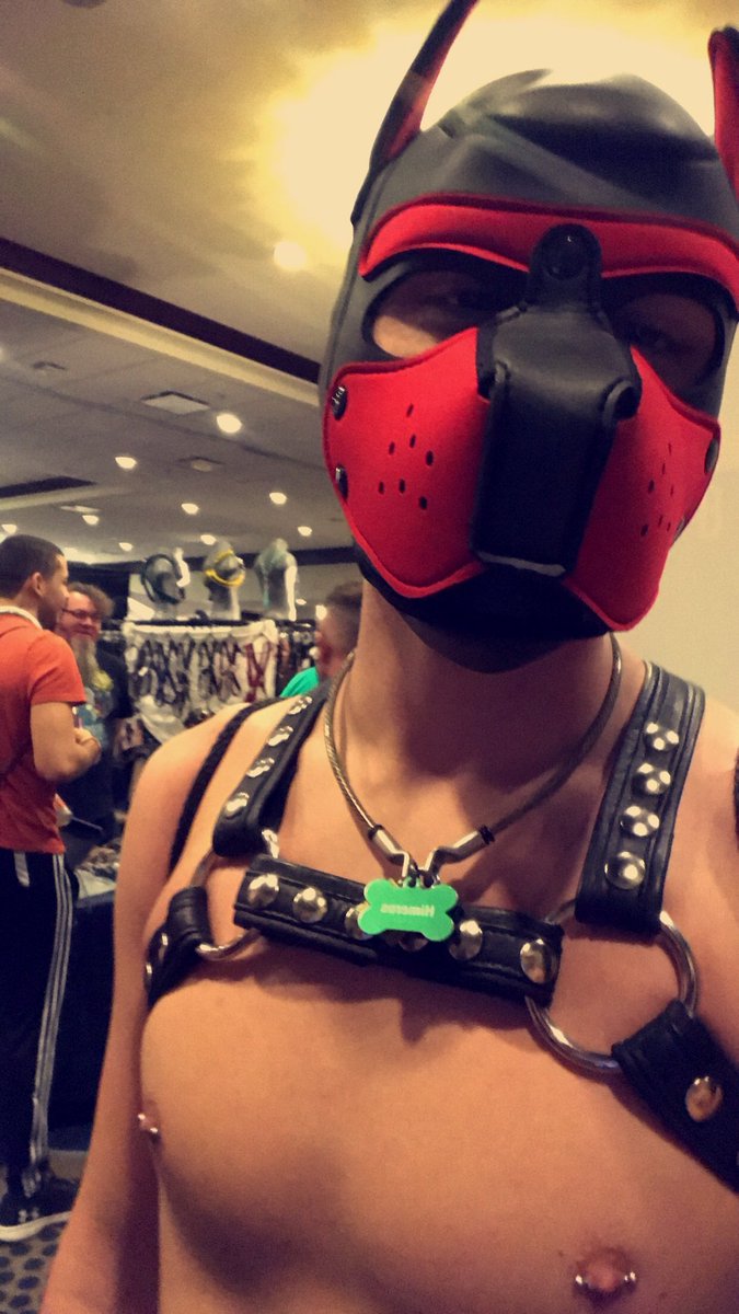 Pup_Himeros's tweet photo. Hiii!!!! This is my puppy page 😋 here are some good pictures of me to start this off right! I don’t pup out enough, but I think I might more here and there. No longer collared by Sir Dayton but it’s okay! ☺️😋 Time to explore! #pupplay #puphimeros https://t.co/MSQE8XCFki