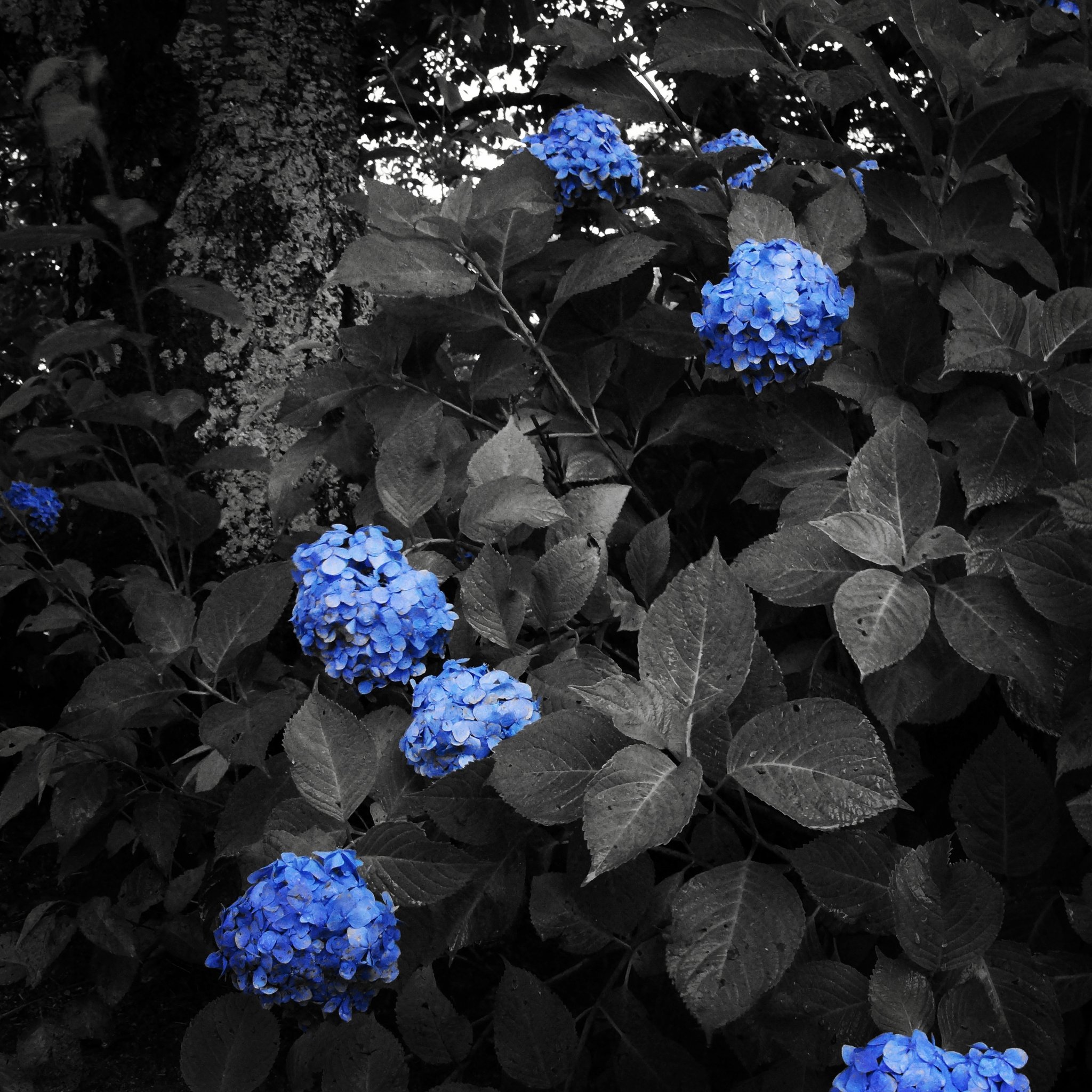 Kokonet 紫陽花 白黒と青 その他の作品は Kokonetpro 詳しくは T Co Bta5phizyu 日本 紫陽花 アジサイ あじさい 花 白黒 青 青だけ 幻想的 一部カラー 梅雨 ココネット Japan Hydrangea Blue Monochrome