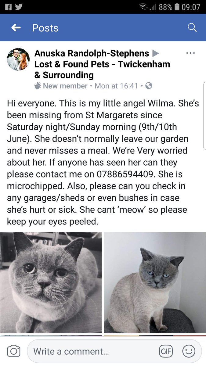#cat #missing #StMargarets pls look out for her @mystmgrts @ststevenschurch @EastTwicktweets @twickerati @TwickenhamPets @TwickTribune @stmargaretsfair @StMargaretsTW1 @MHPC_AP_OOC_TL @LBRUT  @MedivetTwickers @TwickenhamVets @vetrichmondhill pls RT for her