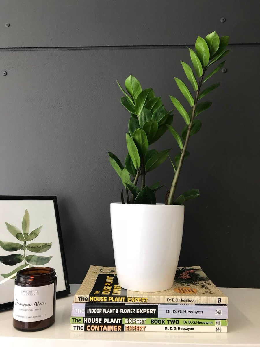 Our plant of the week is the ZZ plant (Zamioculas Zamifolia) order now for delivery next week. You only need to water once a fortnight and it survives low light levels as well as brighter spots. buff.ly/2LEEgpu