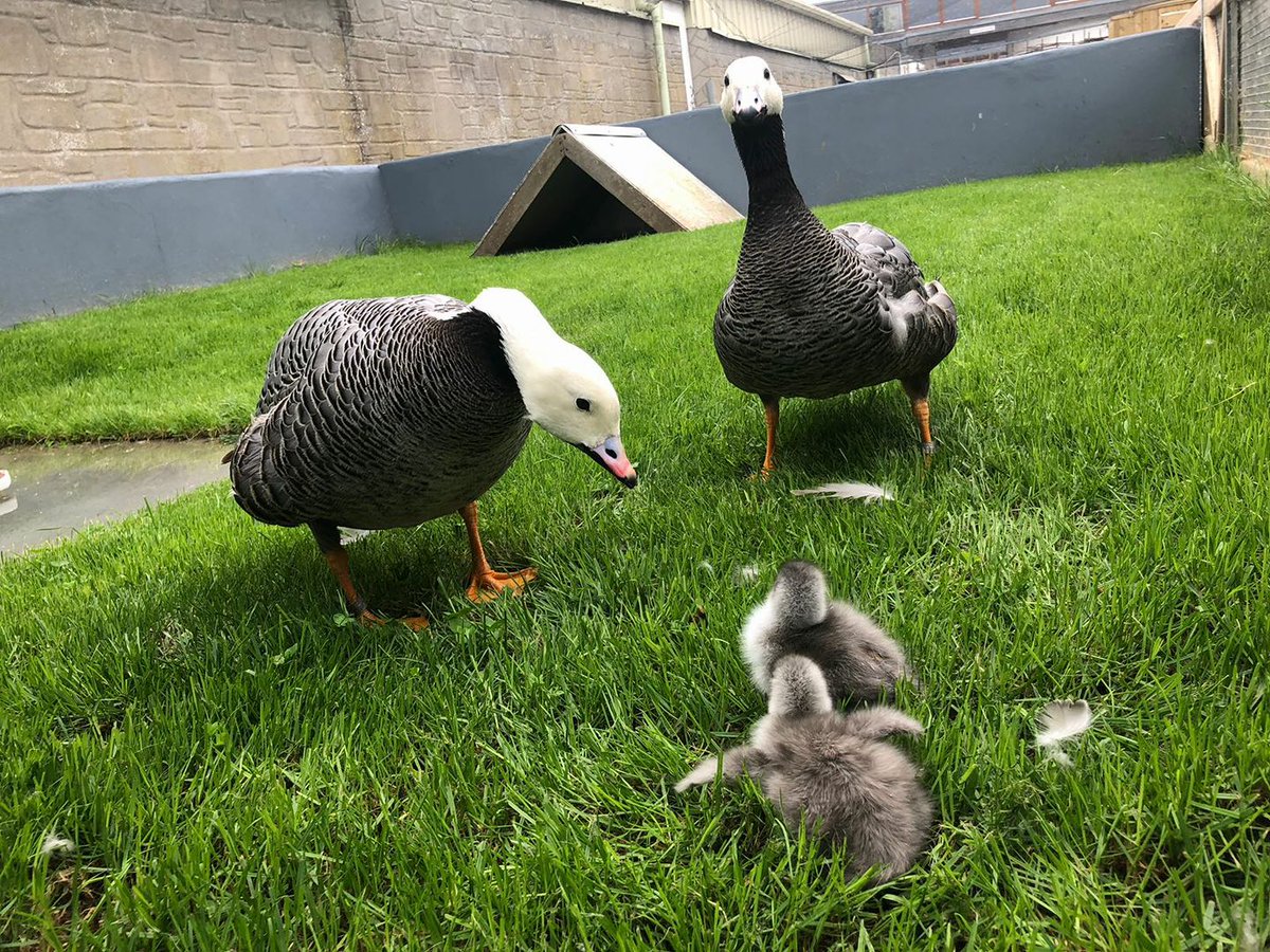 WWTCastleEspie's tweet photo. We have exciting news - two Emperor goslings hatched in our Duckery overnight and are both doing great under the watchful eye of Mum and Dad 😀 @WWTworldwide https://t.co/9JUcuW3GaX
