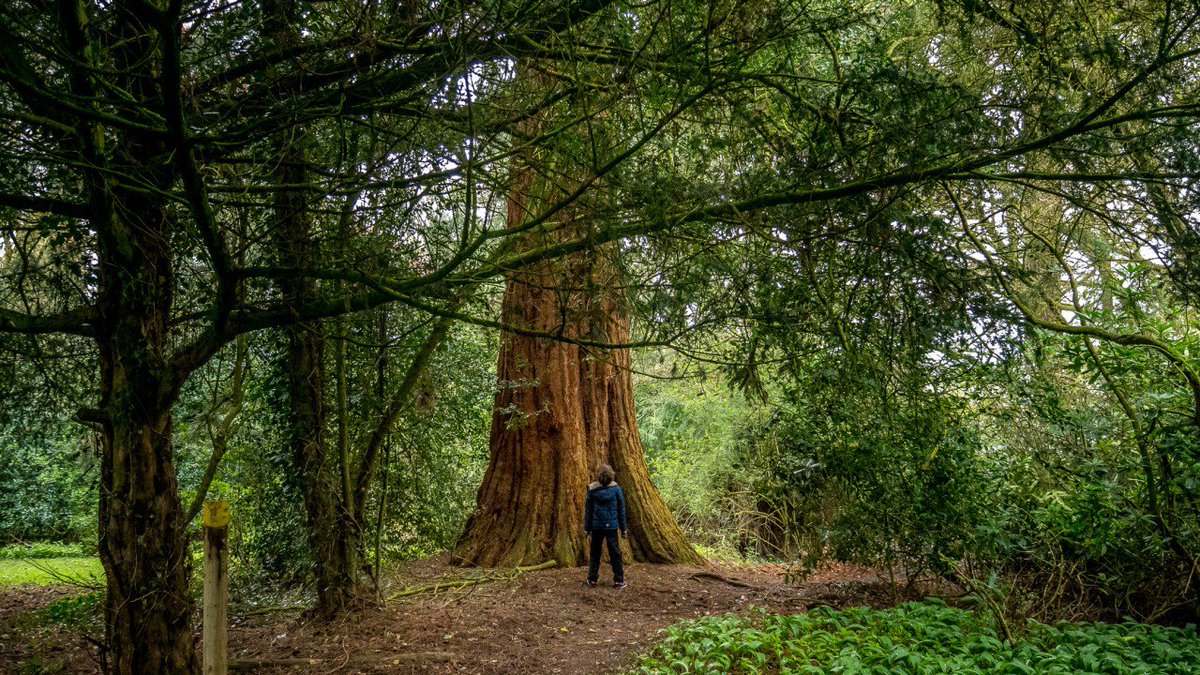 GetOutKids's tweet photo. Just how tall is this tree?! A California Redwood we found in the woodland at Sandybrook Country Park https://t.co/Vw7KKg2tcW #GetOutside #outdoors #sandybrook #trees #nature #outdoors #woodland @OSleisure https://t.co/EH7goVfR9s