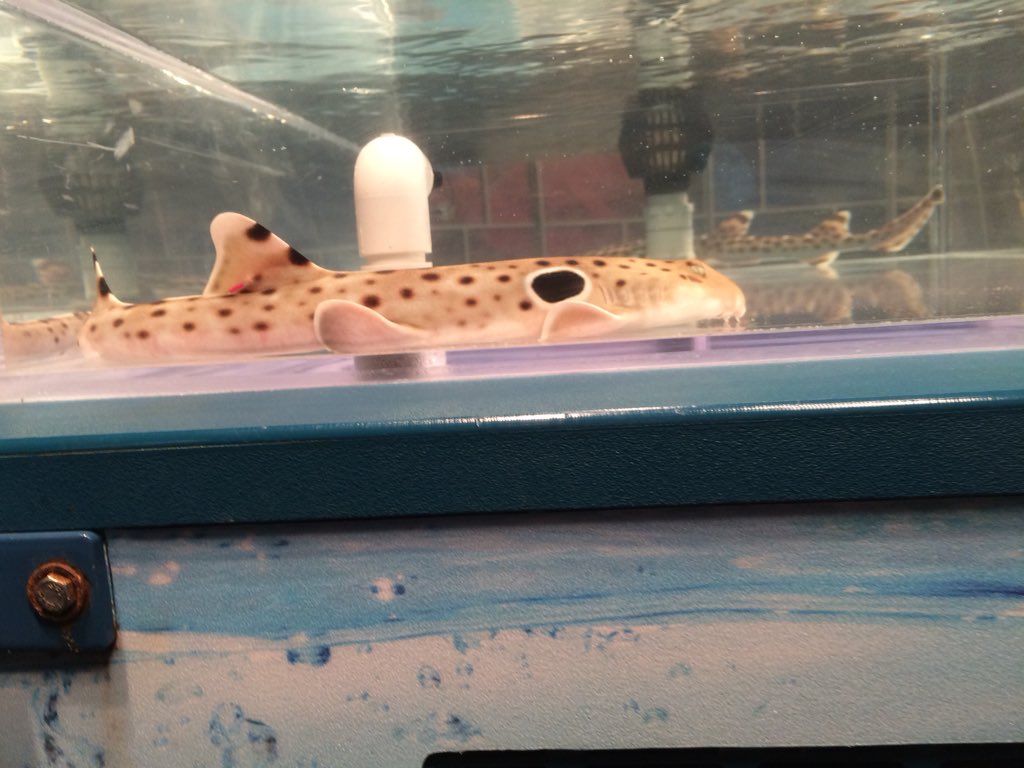 Watch these sharks from <a href="/NewportAquarium/">Newport Aquarium</a> on GMC at about 9:45.