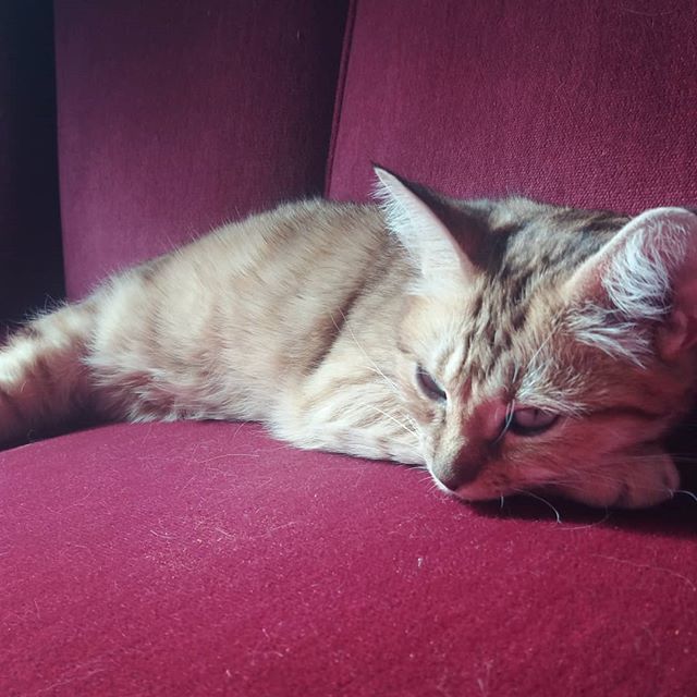 Purnauskis's tweet photo. I'm bored. Come play with me?
#viiru #boredcat #summer #catcafe #kissakahvila #purnauskis #tampere https://t.co/H8Wl3kCNmX https://t.co/sJdmuYVfyq