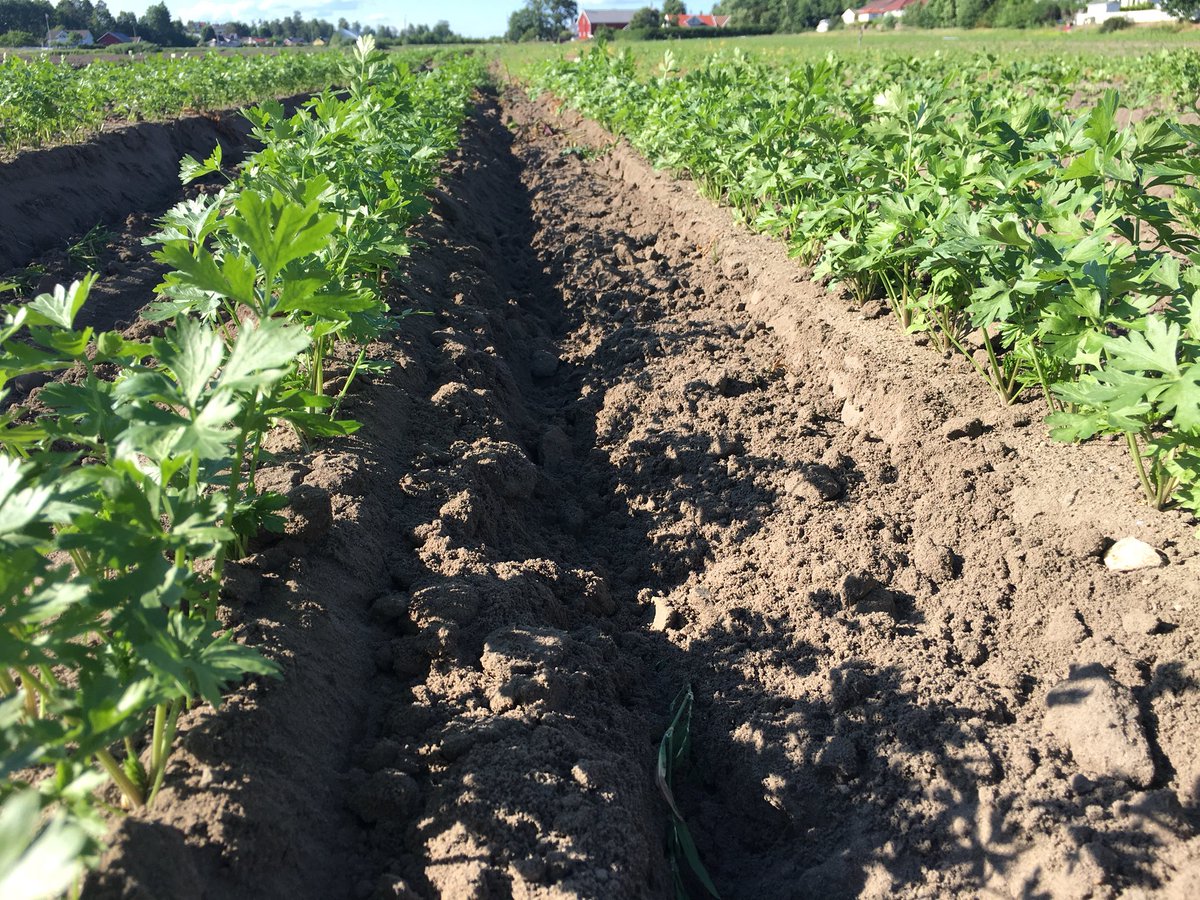 JorisUrsem's tweet photo. Zo, de laatste van 3 bezoeken aan Scandinavië zit erop. Noordelijk Europa ongewoon warm en zeer, zeer droog. Hoge en vroege druk van insecten. Toch mooie @BejoZaden rassen gezien die sterk presteren onder deze extreme condities. #Arctica #Malibu #Manoko #Napoli https://t.co/gyZbXVmyNo