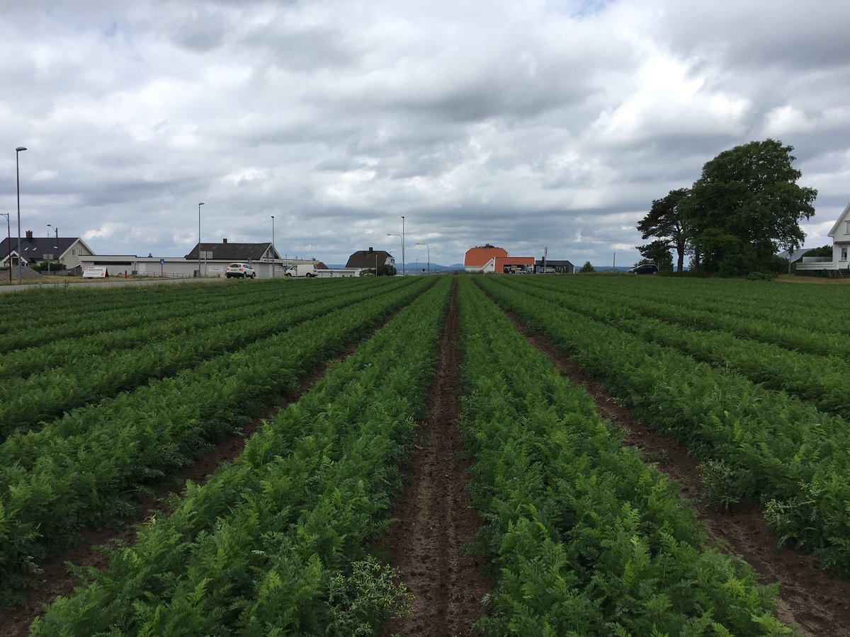 JorisUrsem's tweet photo. Zo, de laatste van 3 bezoeken aan Scandinavië zit erop. Noordelijk Europa ongewoon warm en zeer, zeer droog. Hoge en vroege druk van insecten. Toch mooie @BejoZaden rassen gezien die sterk presteren onder deze extreme condities. #Arctica #Malibu #Manoko #Napoli https://t.co/gyZbXVmyNo